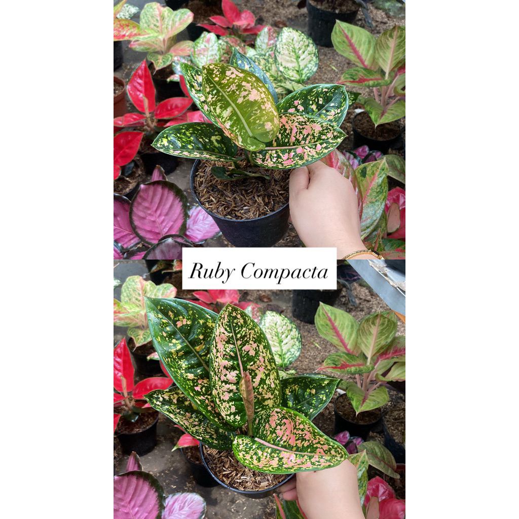 AGLAONEMA RUBY COMPACTA