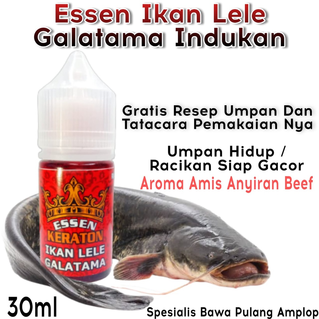 Essen Galatma Lele Indukan Babon Paling Gacor, Essen Ikan Lele Jitu