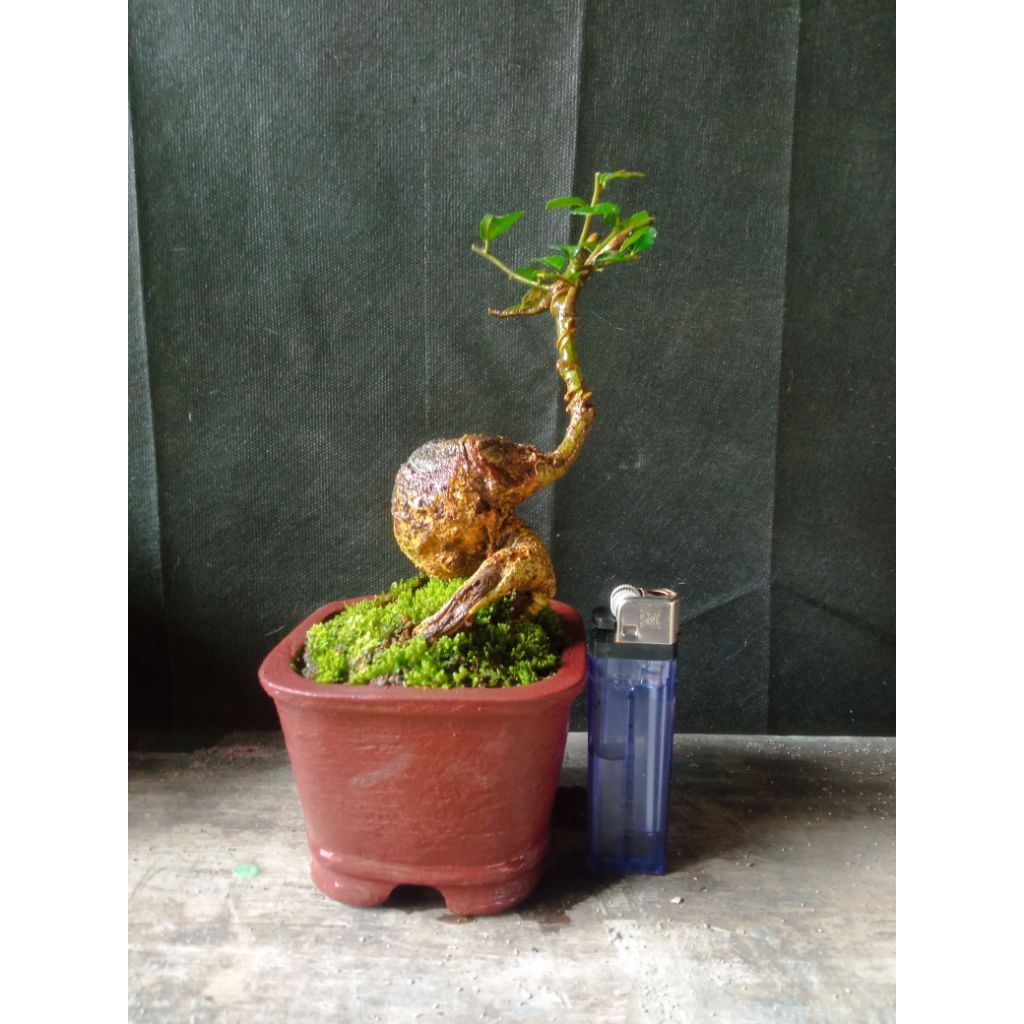 BONSAI MINI/BONSAI SERUT SIAP PAJANG
