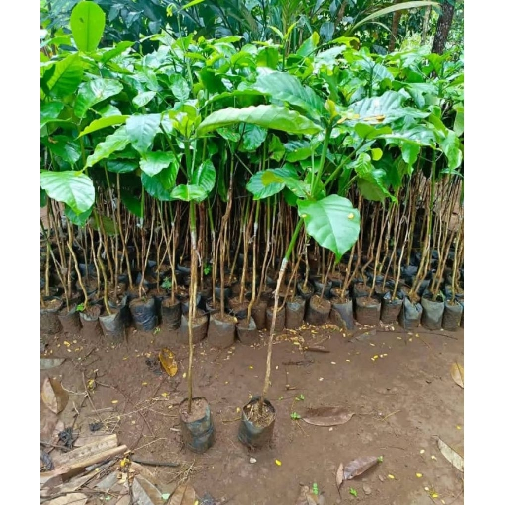 bibit kopi robusta,Arabika sambung pucuk