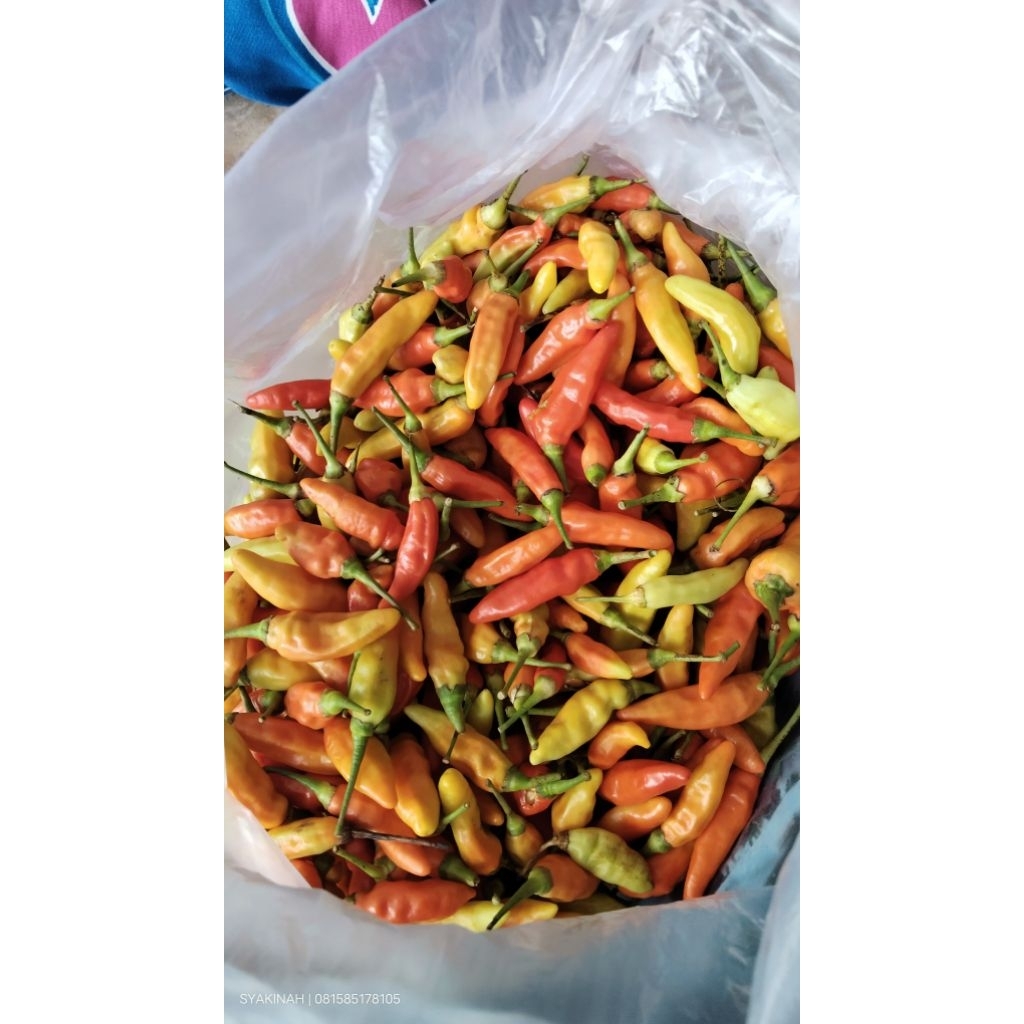 Cabai Rawit Ori 212 Cabe rawit