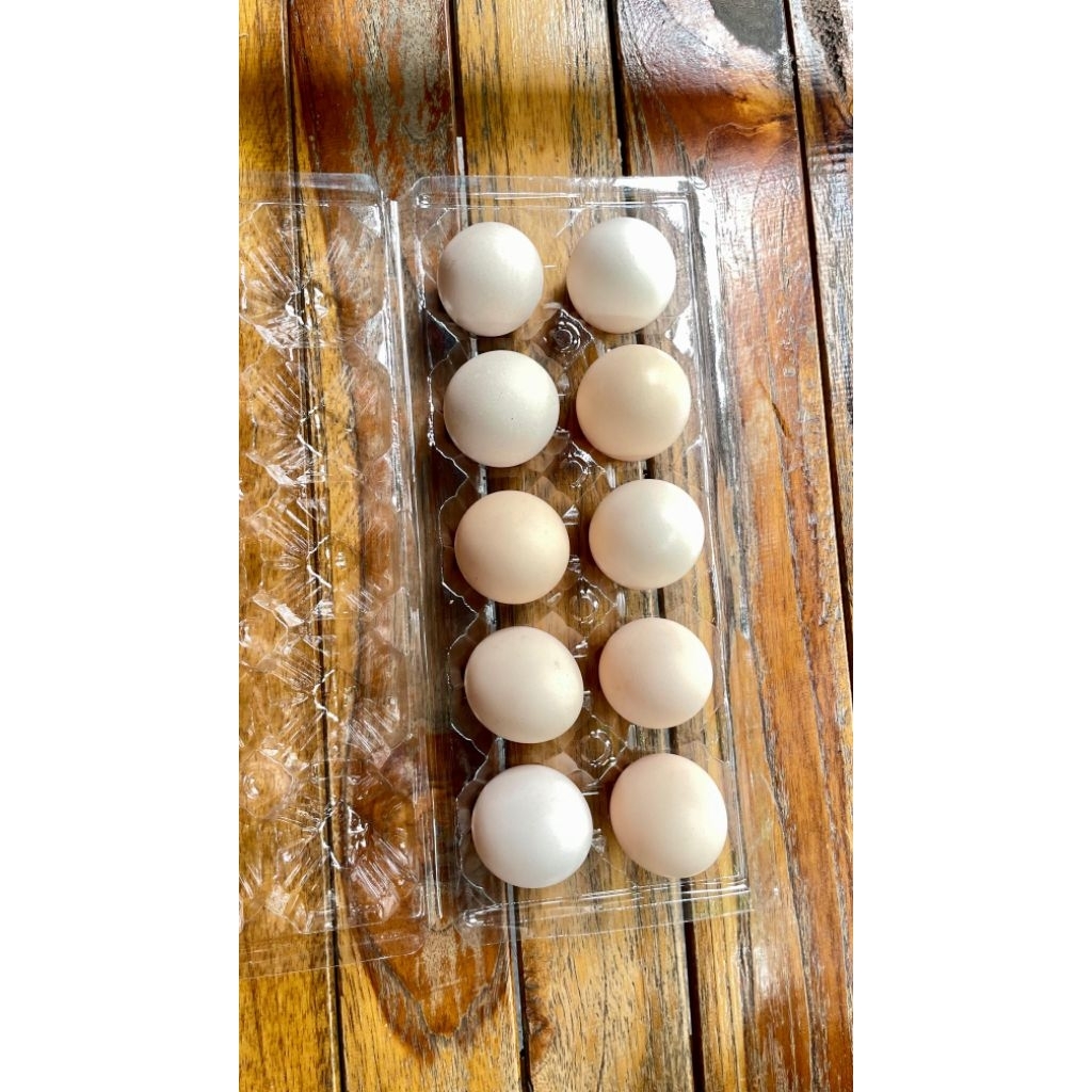 Telur ayam kampung fertil 10 BUTIR ( ELBA )