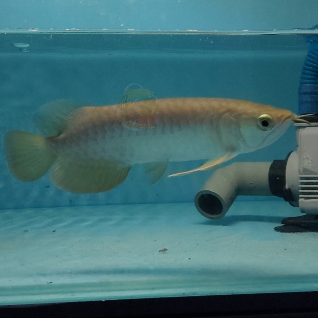 Arwana Golden Red 20 - 40cm sehat sertif