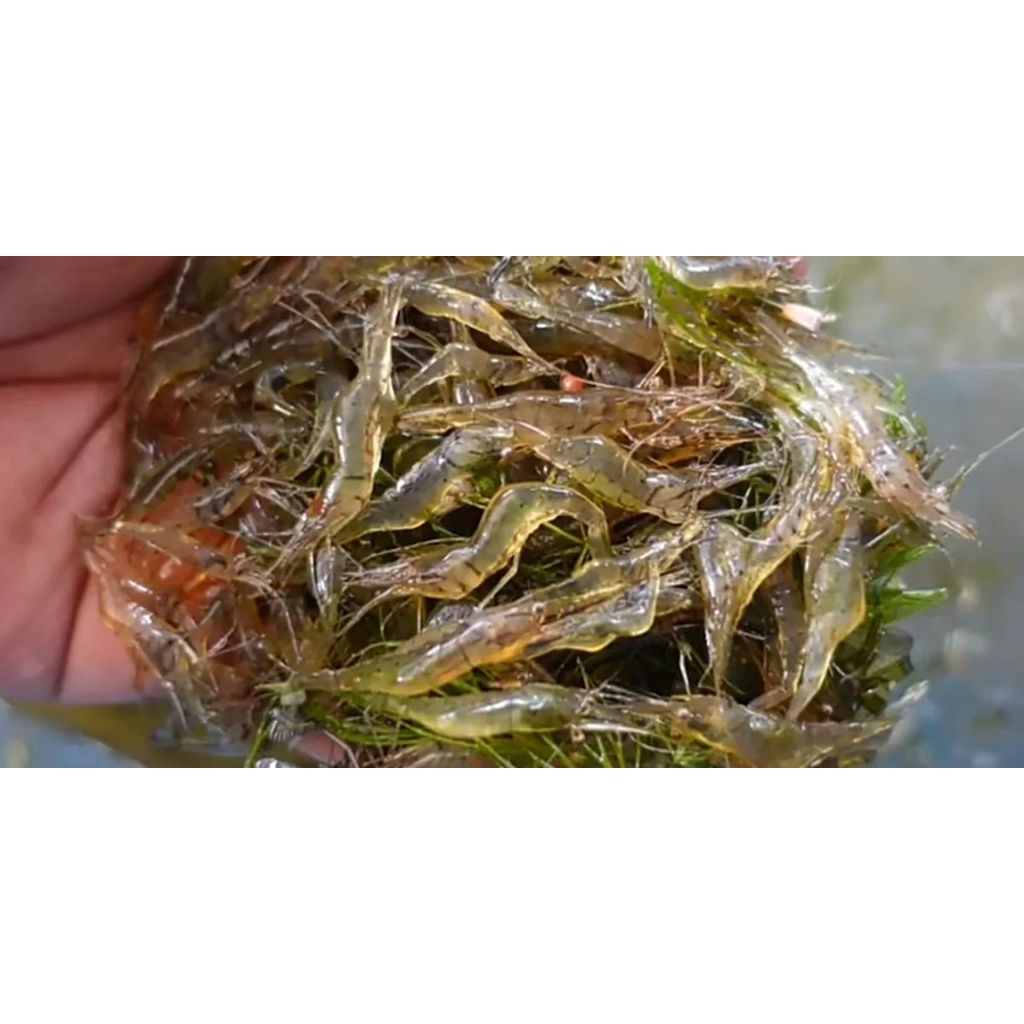 udang sawah hidup pakan predator