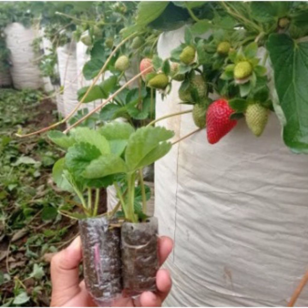 bibit stroberi California jumbo siap tanam buah besar &manis