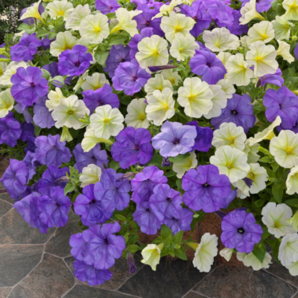 Benih Petunia Blue Moon & Laterina Yellow F1