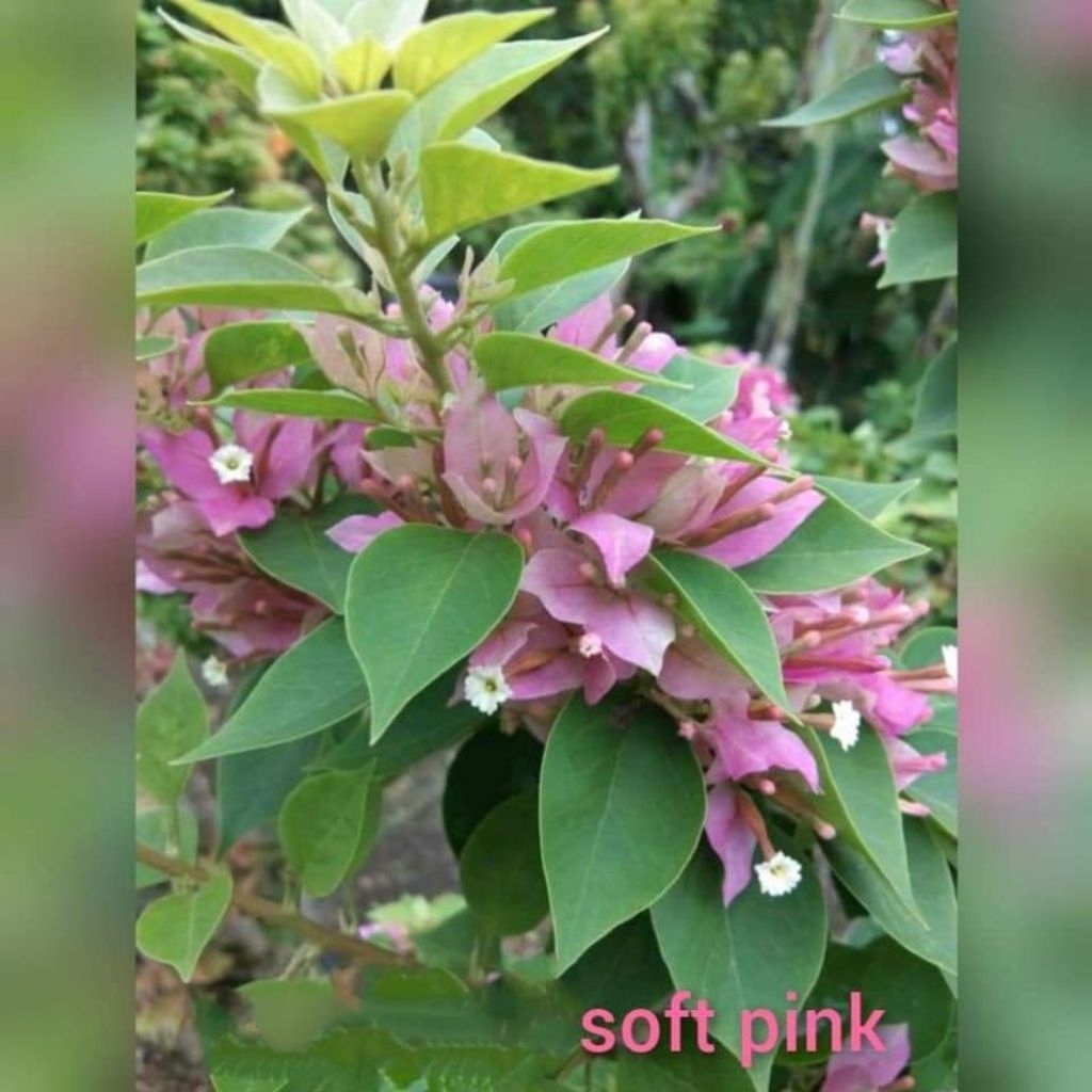 Tanaman Hias Bougenville Id Singapore Soft Pink (Ori) Import