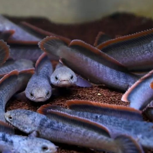 Limbata Rim Tebal gondrong 5-6CM Bahan Kontes