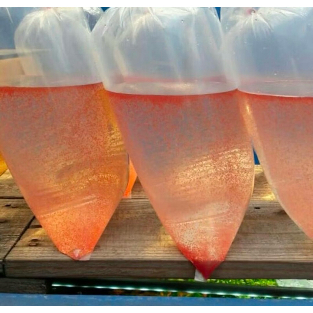 Kutu air/ pakan ikan hias/ pakan ikan cupang