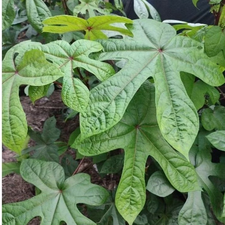 500 GRAM DAUN SINGKONG PAPUA / TELO PAPUA SEGAR