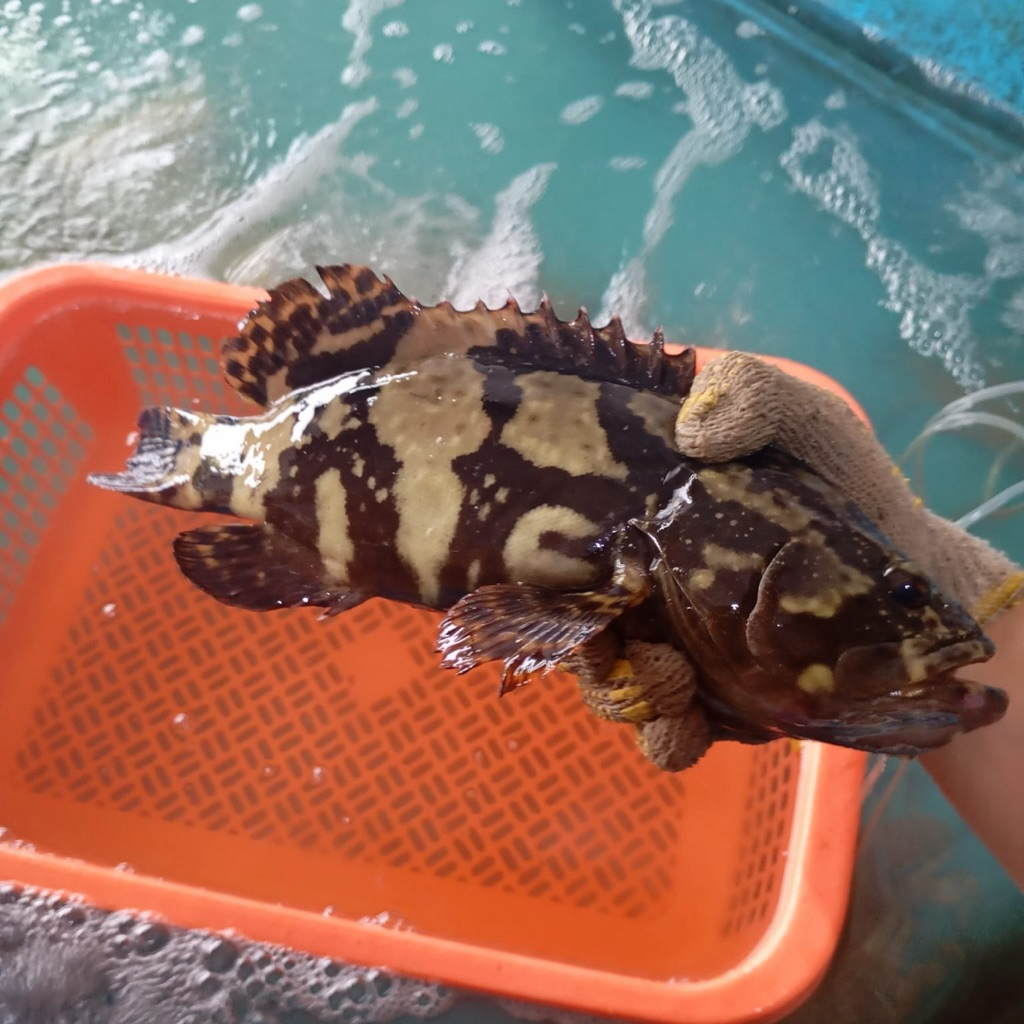Ikan Kerapu Bunga Cantang Macan Hidup (1KG UP per EKOR) Live Seafood