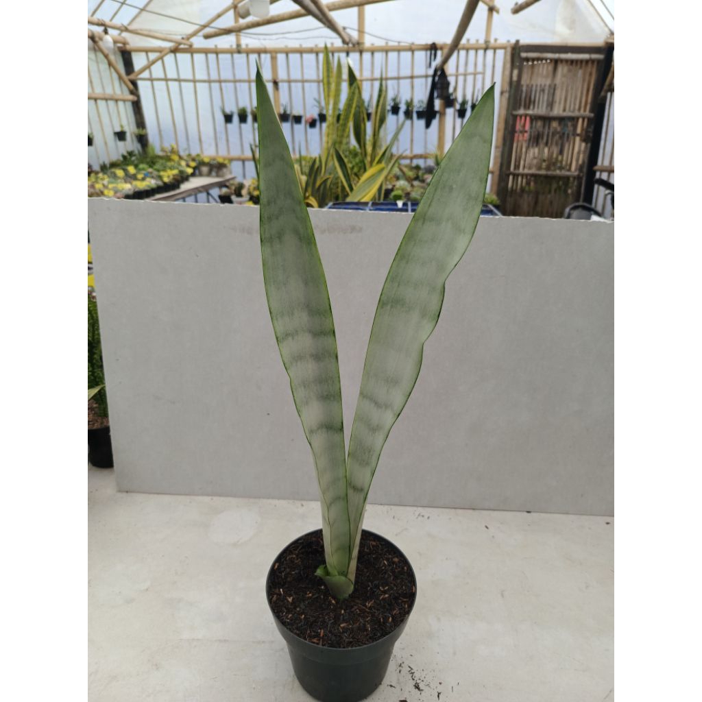 Sansevieria Silver Quin