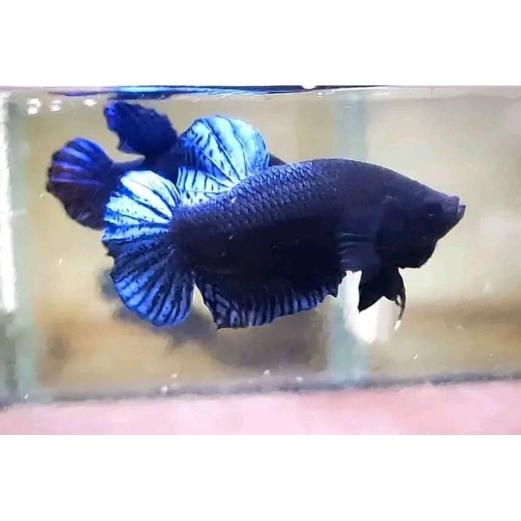 Ikan Cupang Adu MDS Super Fighter S/M/L