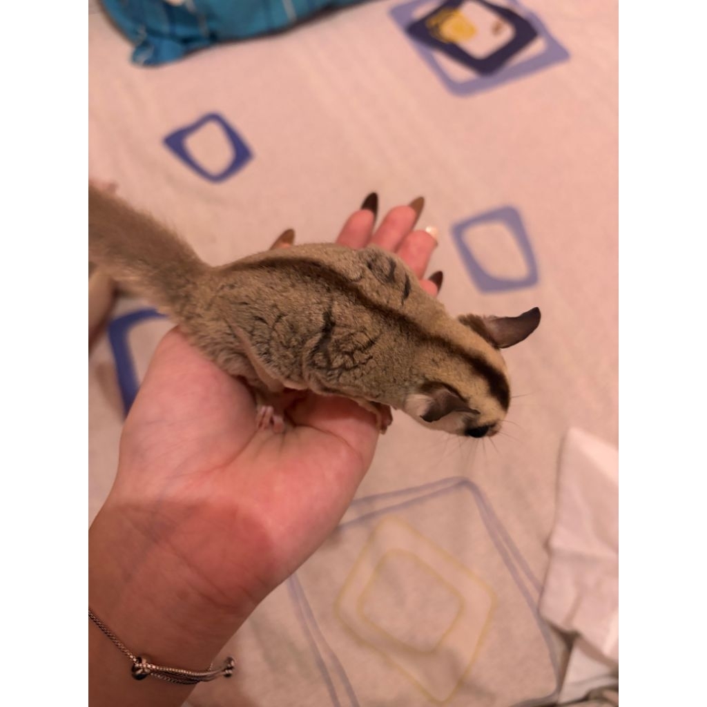 Sugar Glider White Face
