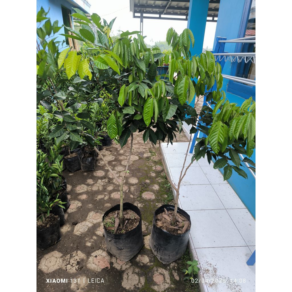 bibit rambutan Binjai sambung/cangkok susu ukuran besar (full media)
