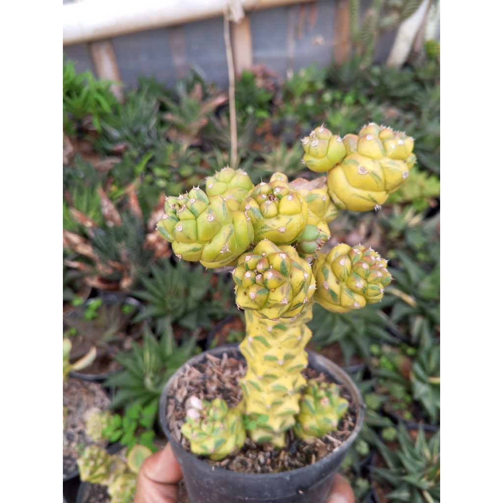 Monadenium ritchiei
