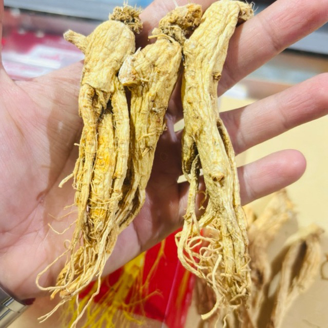 panax ginseng ginseng cina 50g Testosterone vitalitas stamina