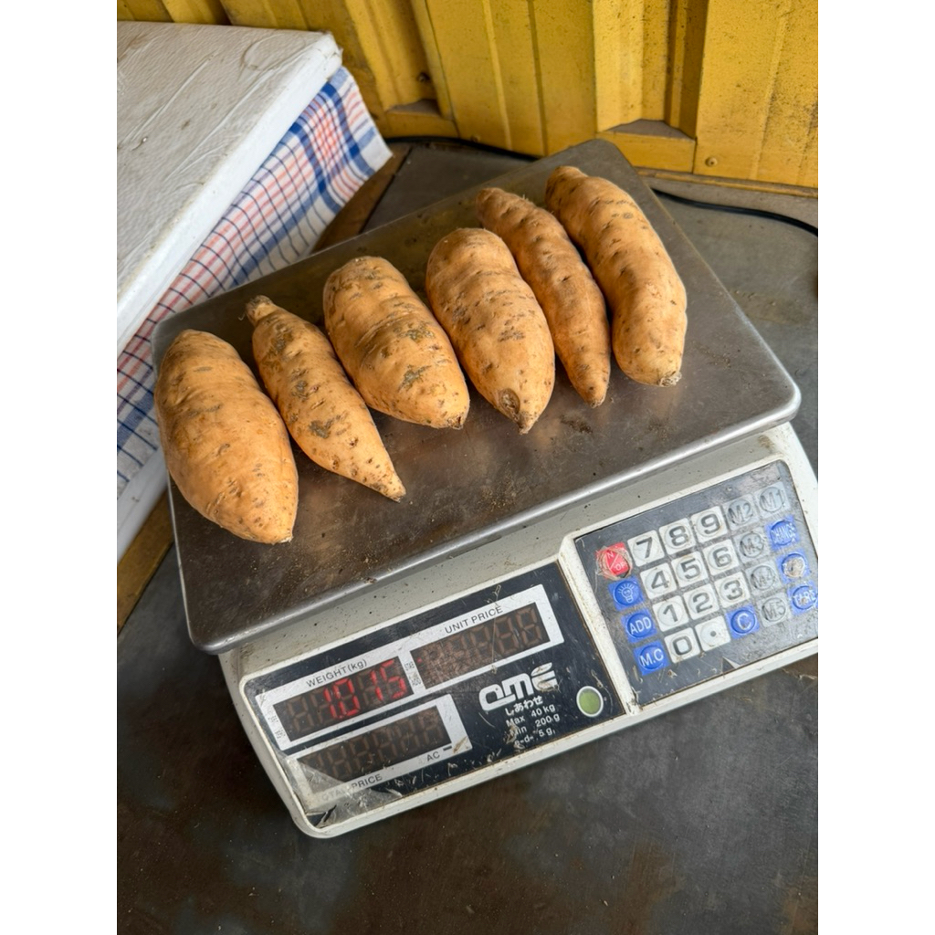 Si Manis Ubi Madu Oven Mentah 1kg / Ubi Madu Cilembu / Ubi Asli Tawangmangu