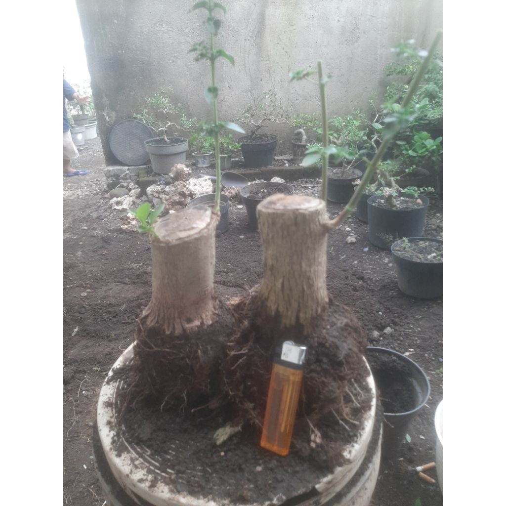 Bonsai Bahan Cangkok Sancang, Dua Bahan Sesuai Foto