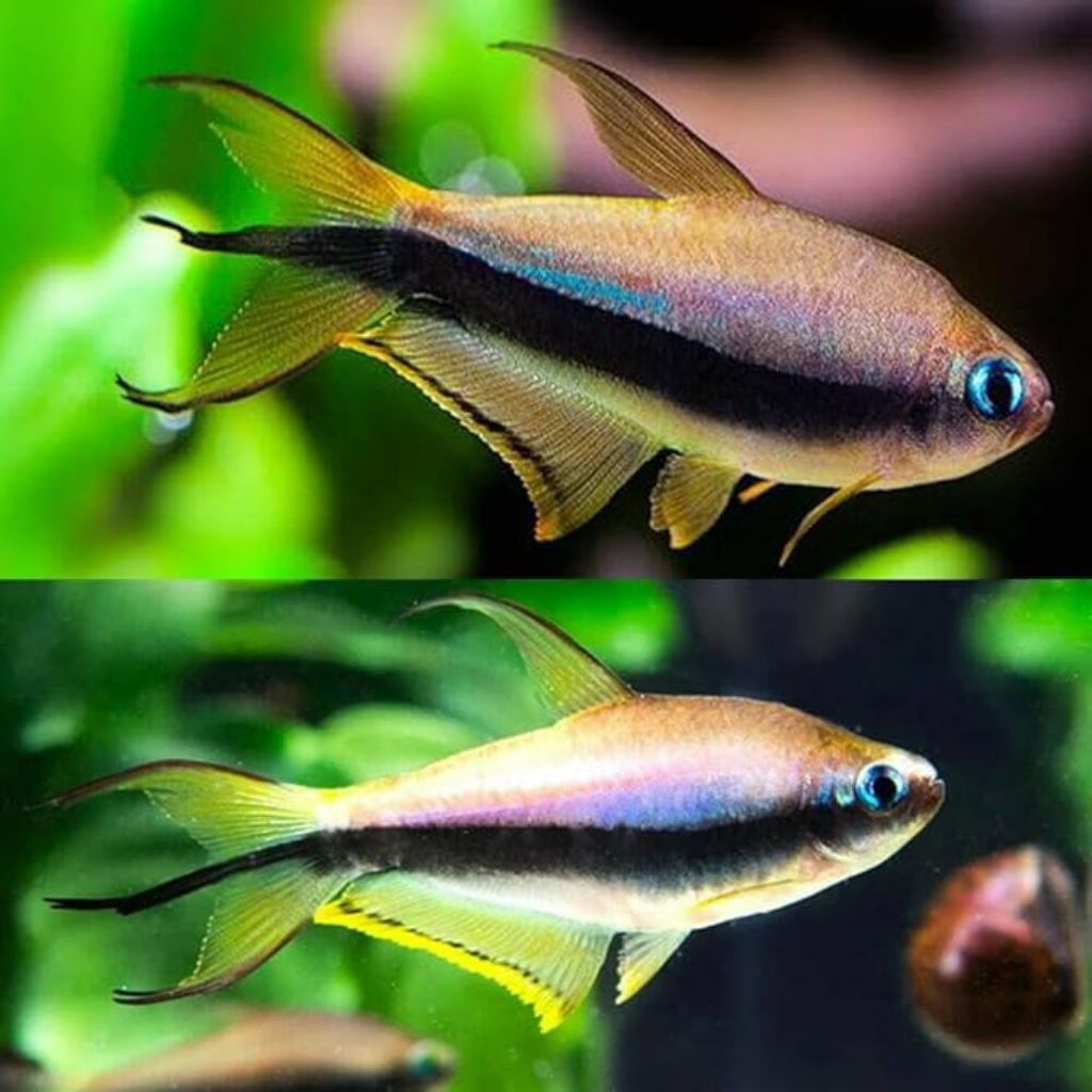 EMPEROR TETRA INDUKAN PAKET 3 PASANG