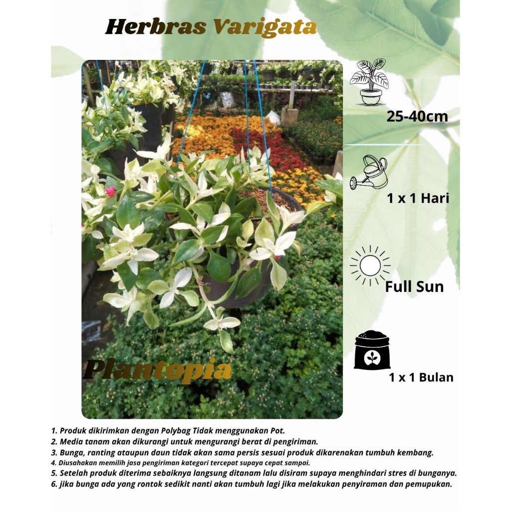 Herbras Varigata - Tanaman Hias Gantung Lipstik Varigata