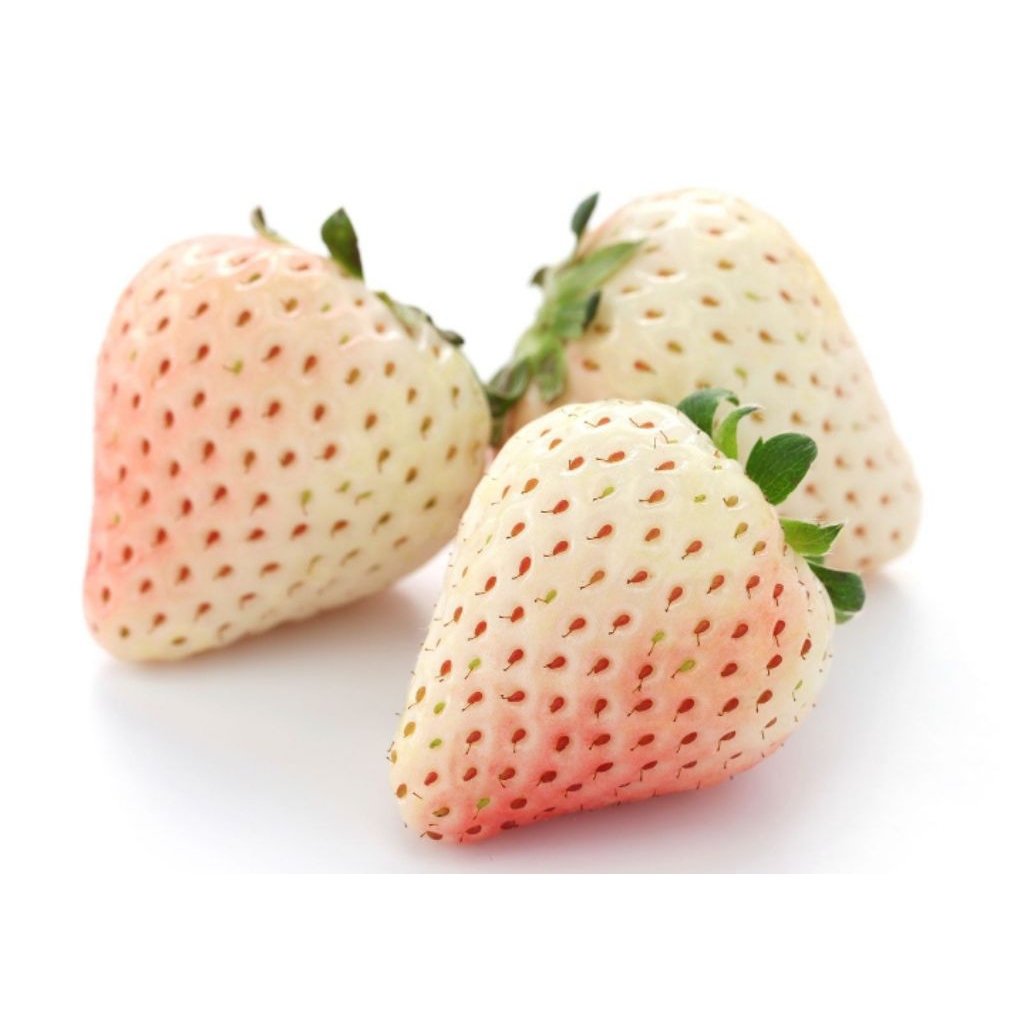 10 biji benih strawberry korea putih