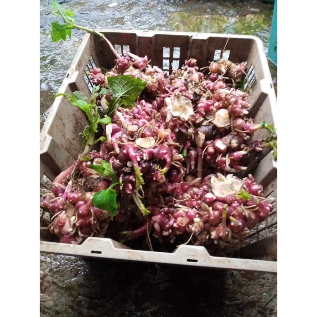 Bibit ubi yakon (rimpang)