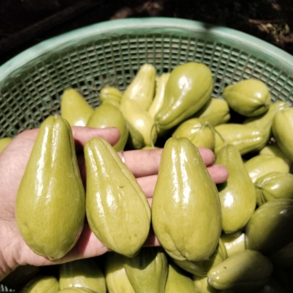 Labu Siam Baby Fresh 1kg (Isi 10–20 pcs) – Mini, Segar Langsung dari Kebun