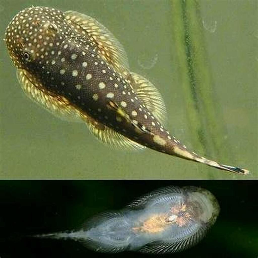 Pilihan- (Bandung only) Borneo Sucker