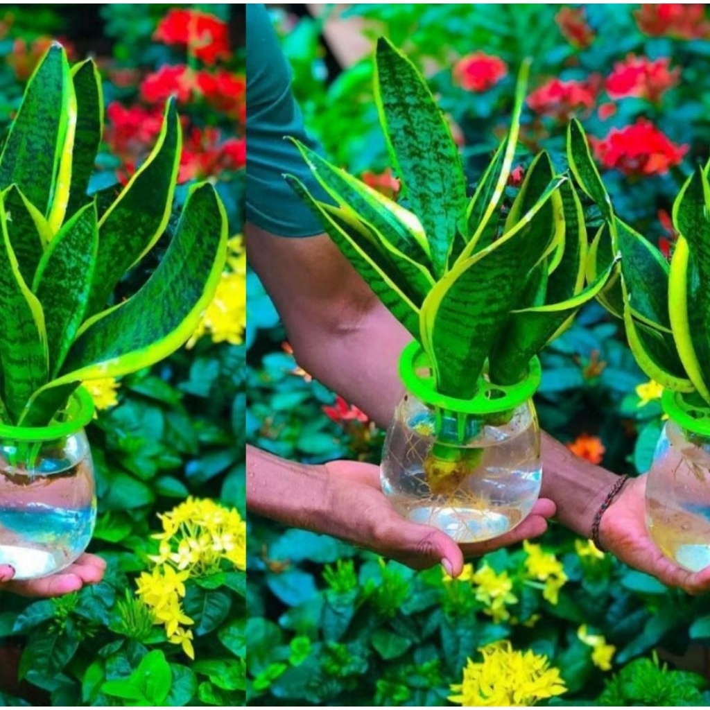 Tanaman Hias Lidah Mertua / Sansevieria Tinggi 20–40 cm | Tanaman Indoor Penyerap Polusi | Mudah Dir