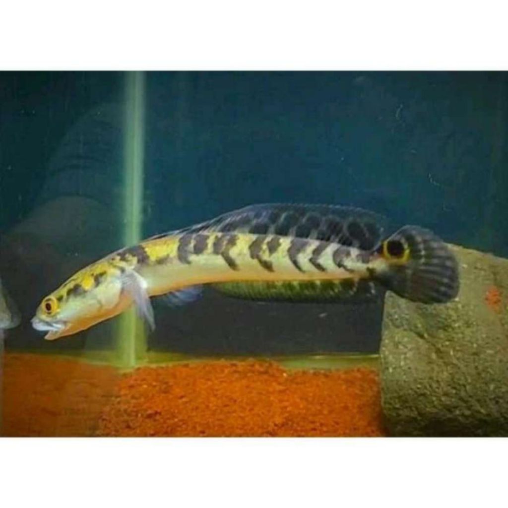 baby channa Ys yellow Sentarum ukuran 6-10cm