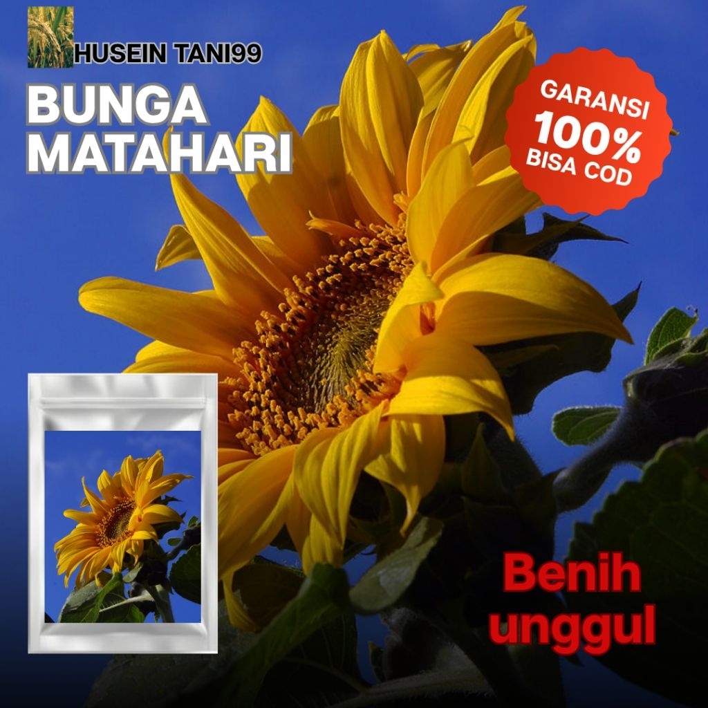 (50 biji) BIJI BENIH BUNGA MATAHARI