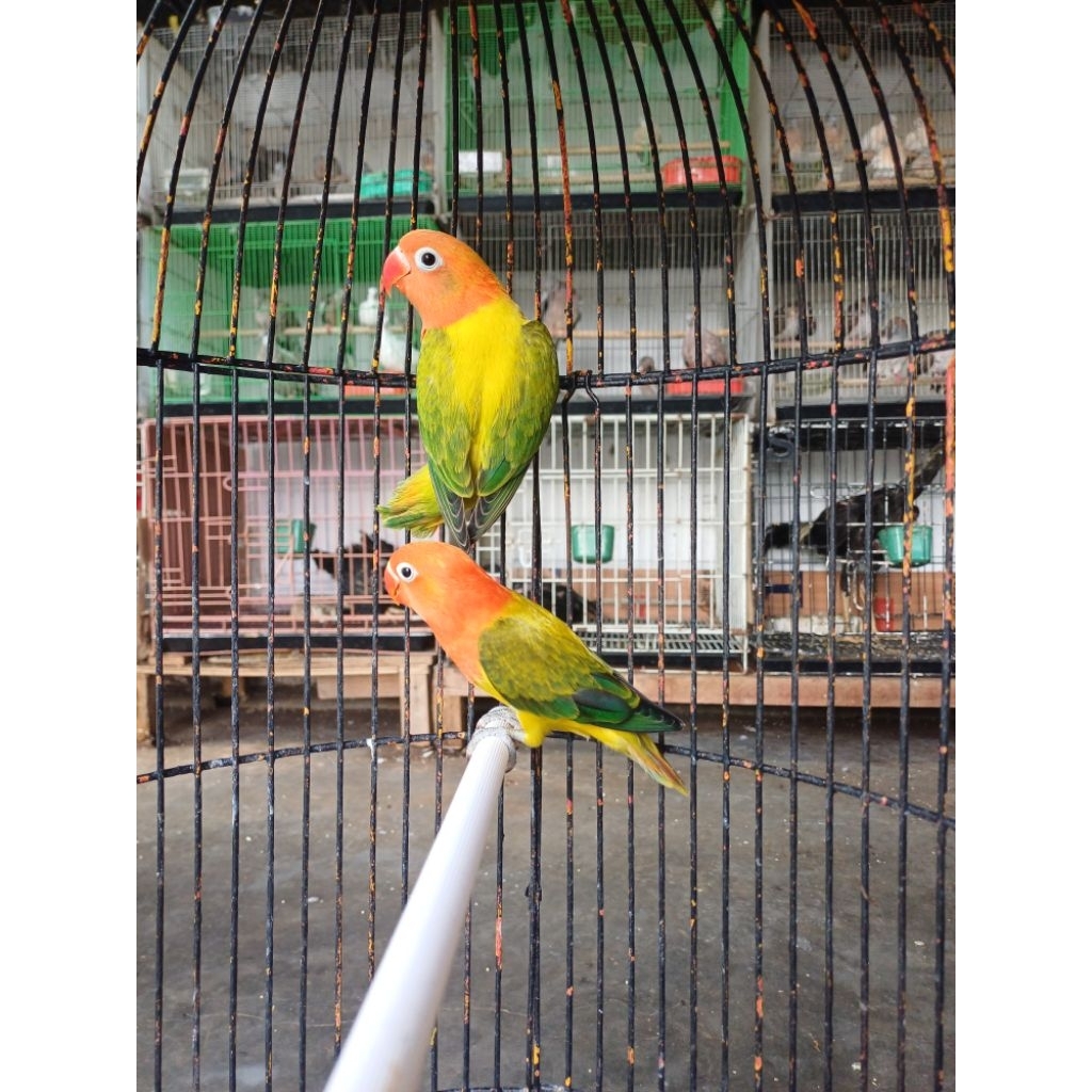 burung lovebird biola ewing sepasang