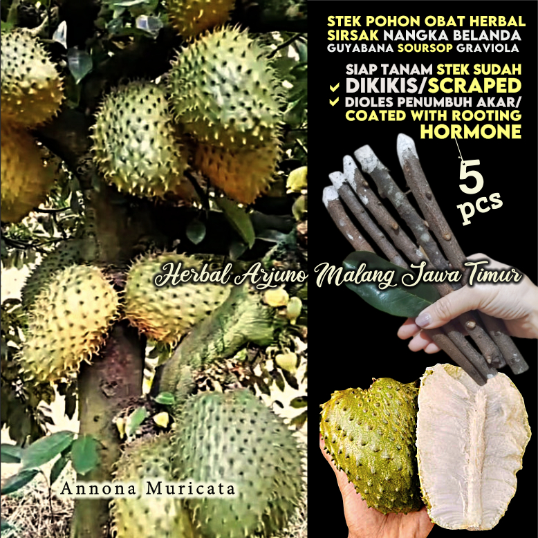 Sirsat Sirsak 5pcs Stek Batang Tanaman Toga Pohon Apotek Hidup Mudah Cepat Tumbuh Produktif Obat Tra