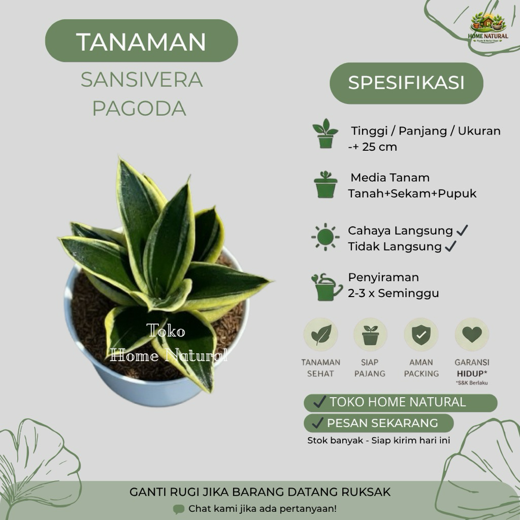 Sansivera Pagoda - Lidah Mertua - Tanaman Lidah Mertua