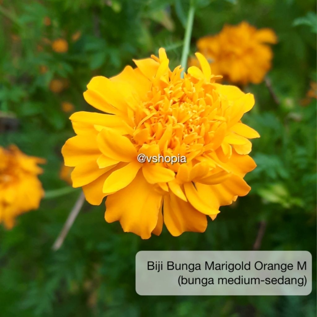 Benih Biji Bunga Marigold Orange (M) Bibit Tanaman Kebun Tani kualitas bagus