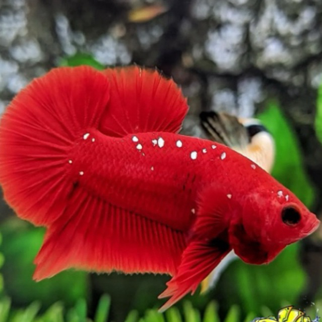 ikan cupang red gold galaxy bahan premium