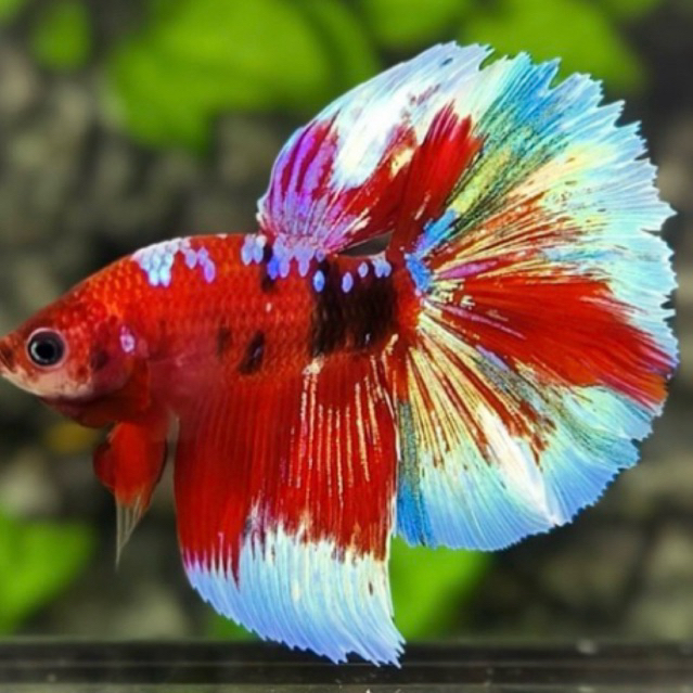 cupang halfmoon multicolor bahanan