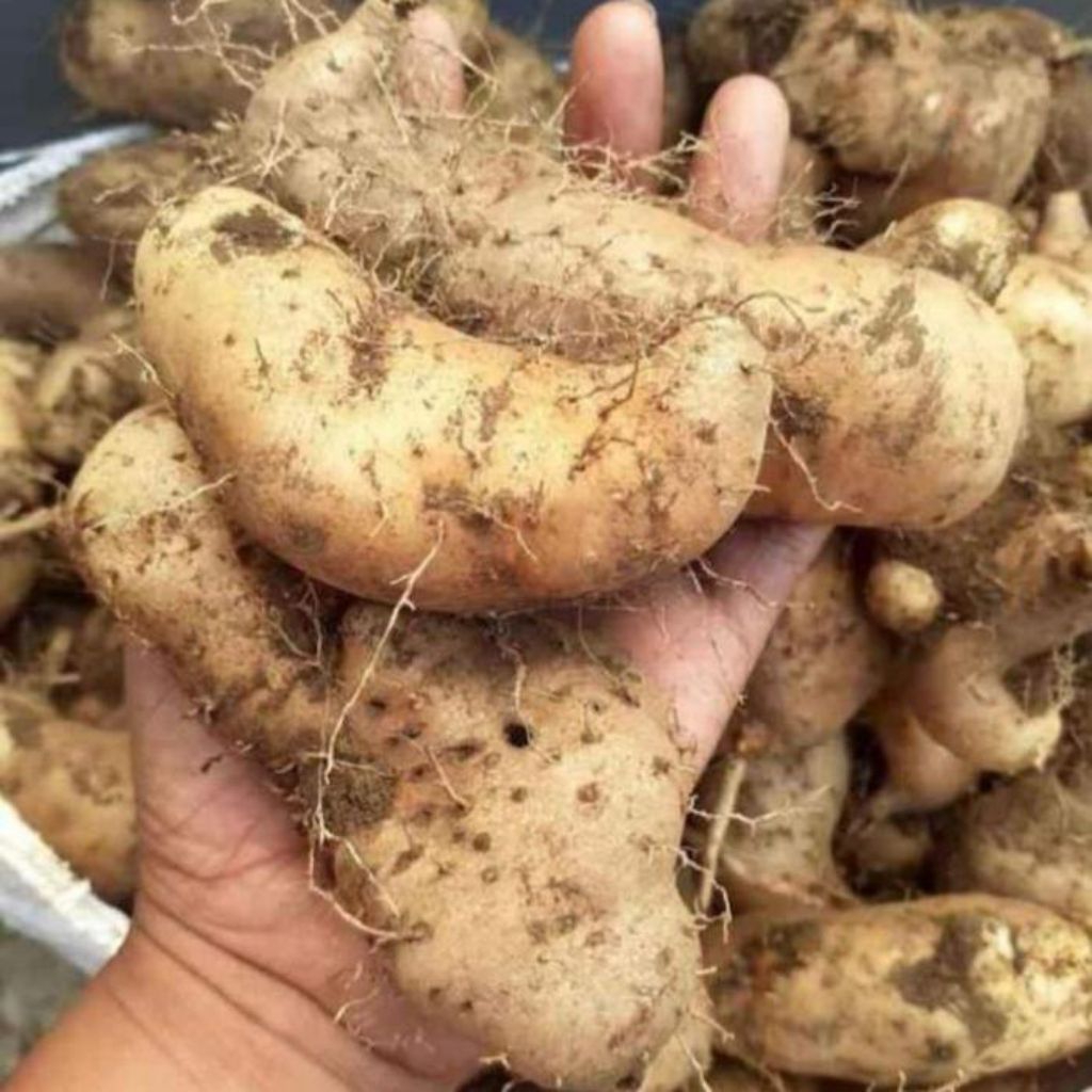 bibit gembili, tanaman umbi gembili, tanaman gembili.