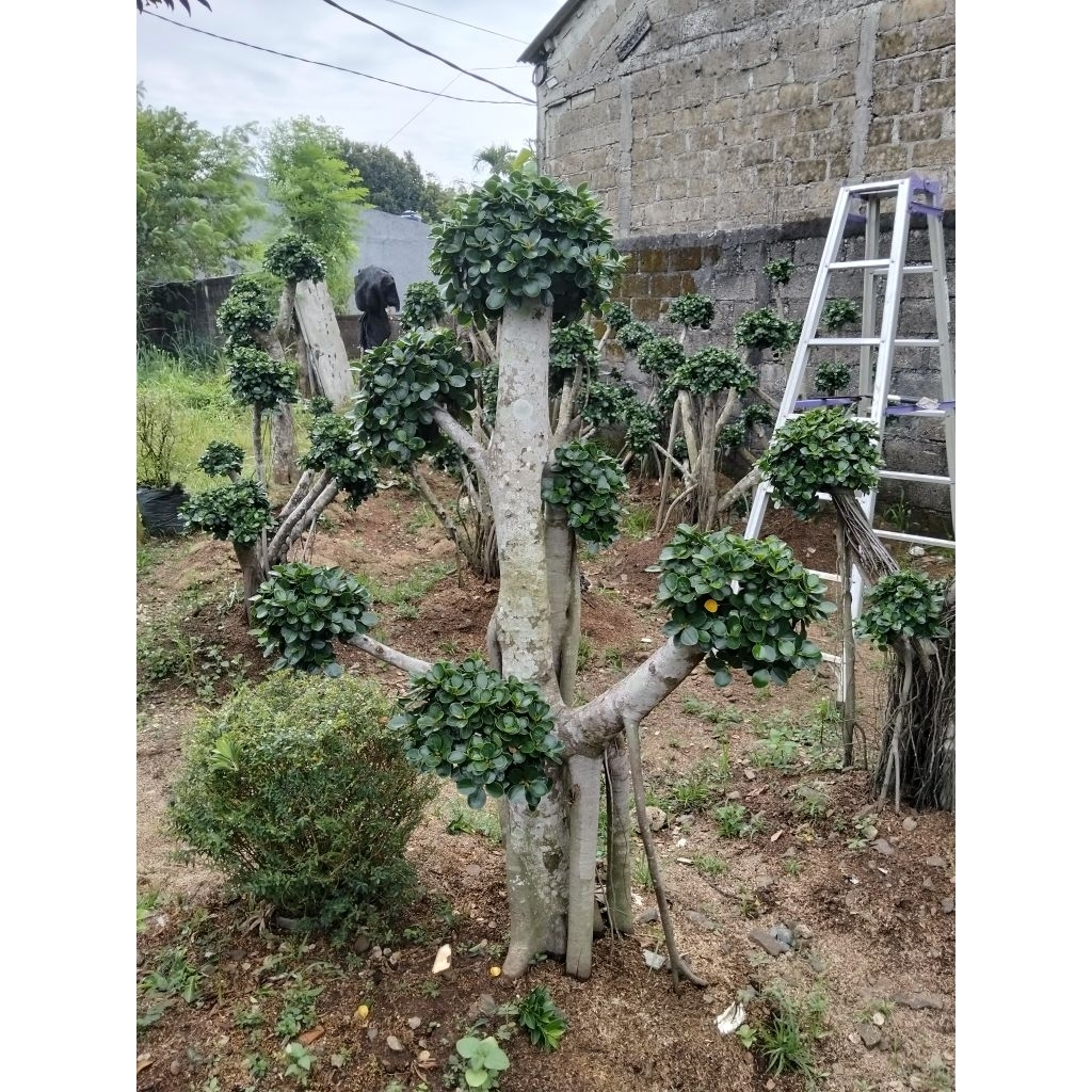 Bonsai dolar Korea mikro tinggi 150cm bonsai taman dolar Korea