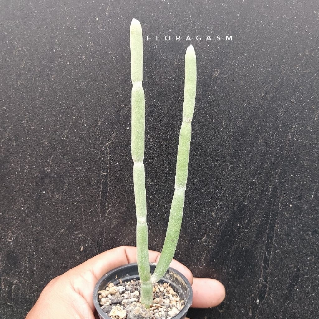 Ceropegia dichotoma - Rooted cutting - Tanaman Hias Dekorasi Rumah dan Taman