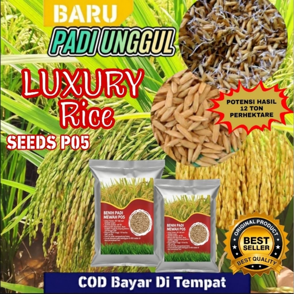 1KG Benih Padi Unggul Mewah P05 ​Mewah LUXURY RICE 12 TON PER HEKTAR UNTUNG BANYAK HASIL MELIMPAH