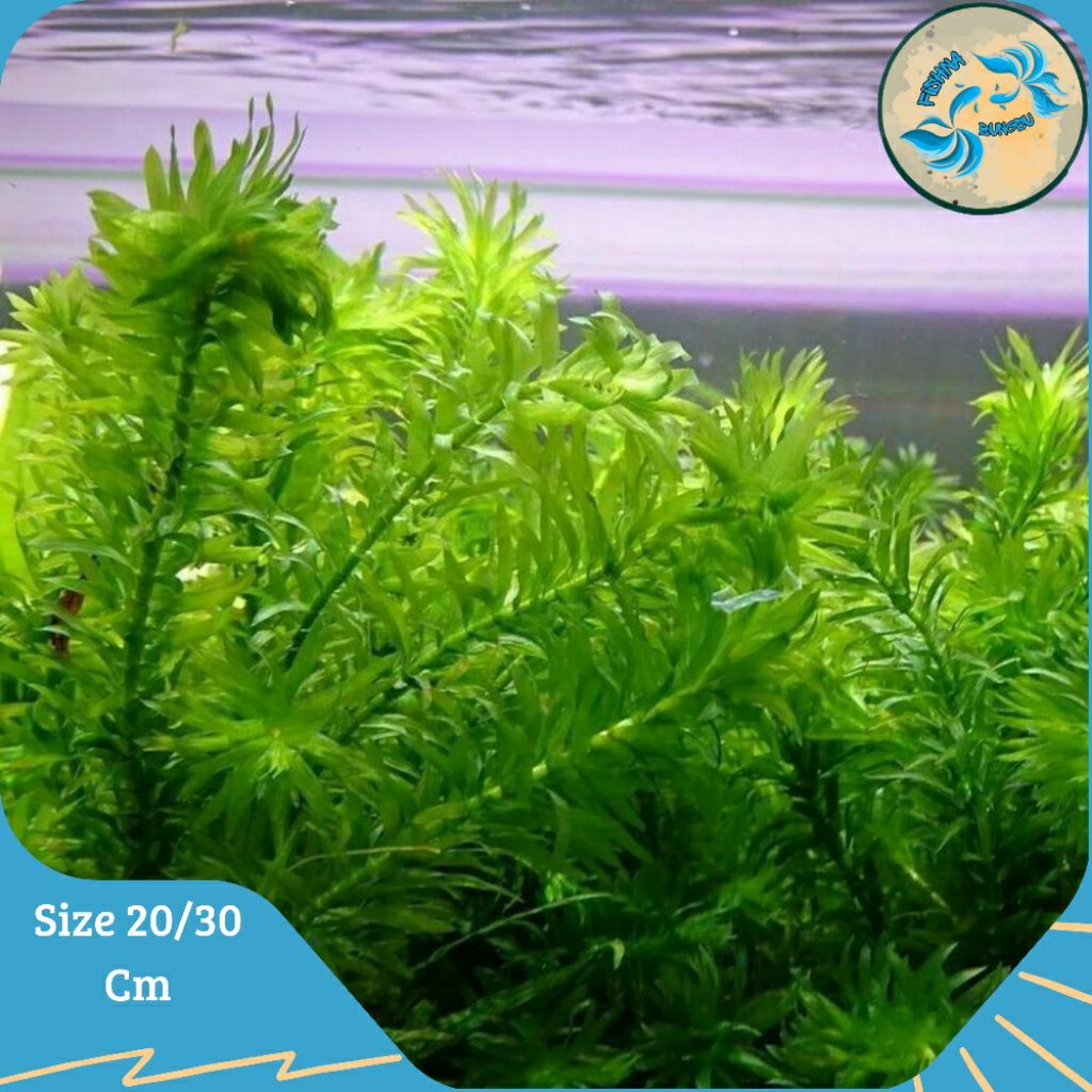 hydrilla verticillata/Ganggang air, tumbuhan oksigen air CO2