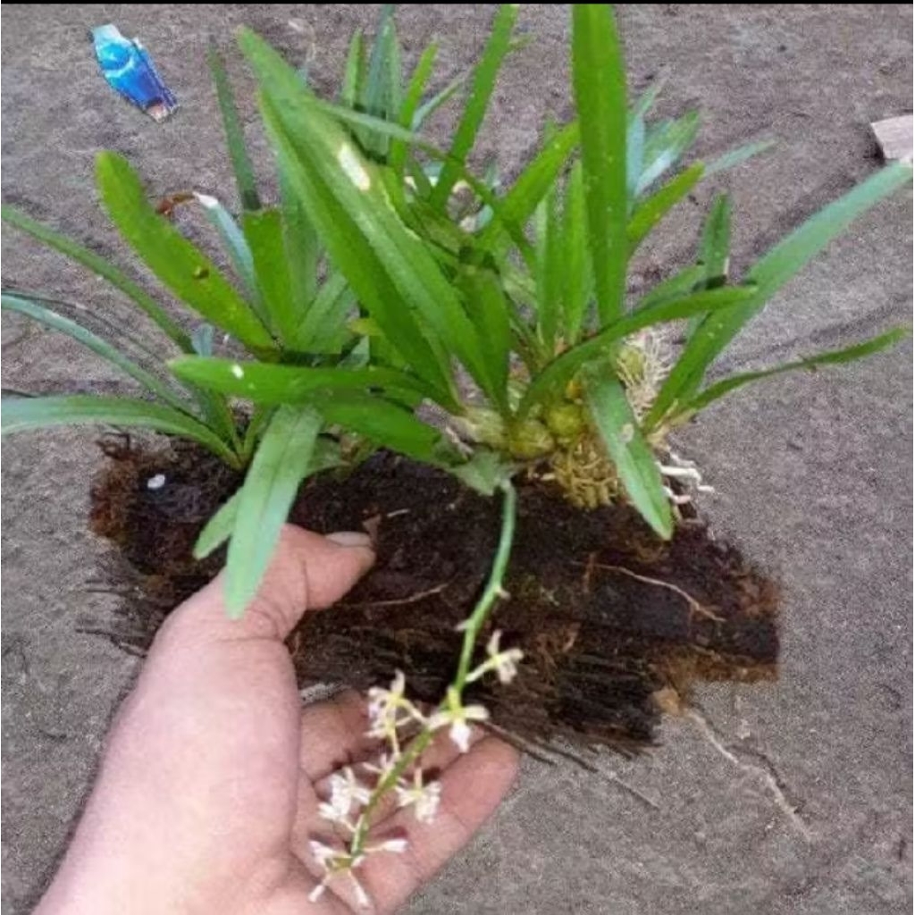 Anggrek hutan mini/anggrek bawang+media dan cantolan