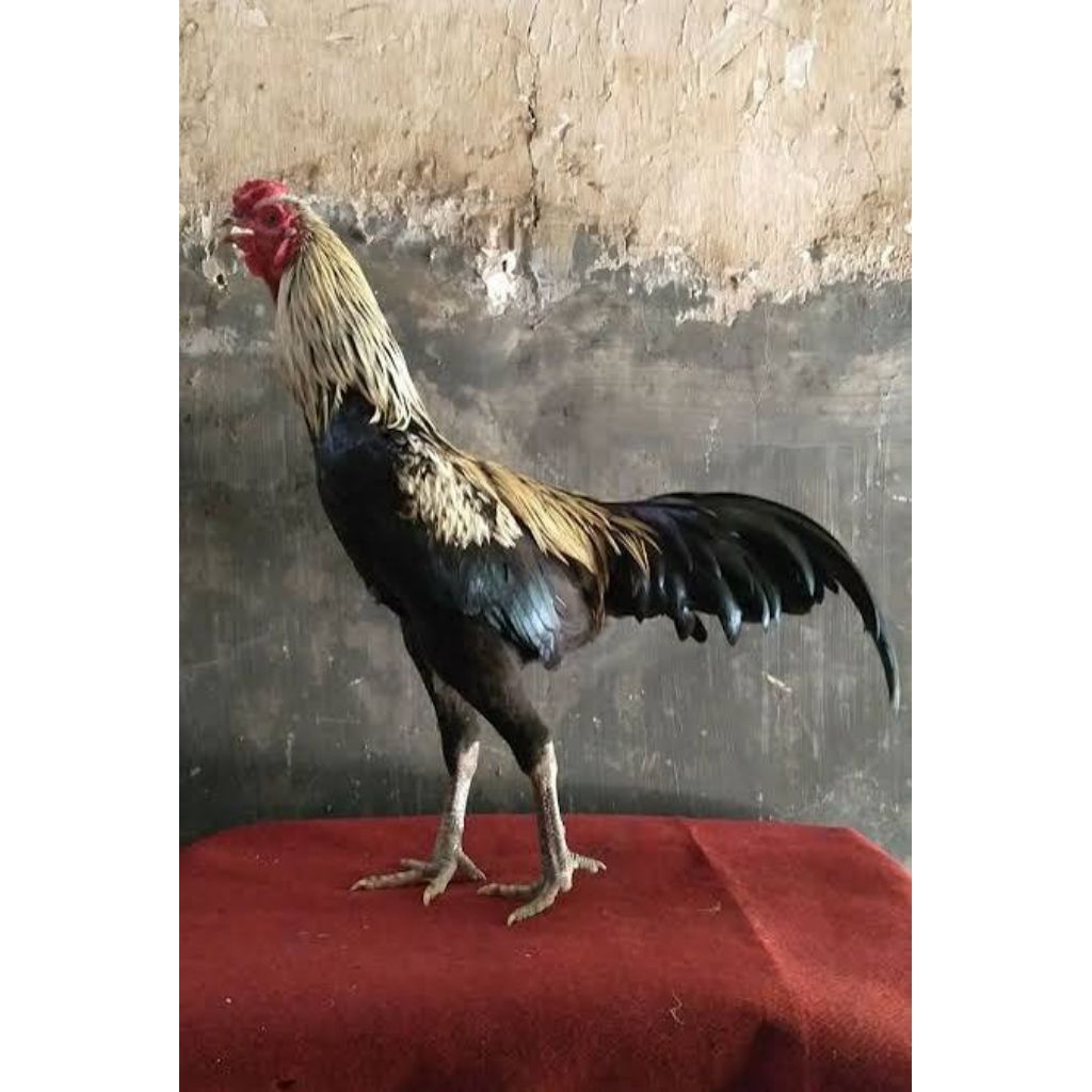 Telur Ayam Pakhoy Thailand Petarung, Fertilitas Tinggi & Siap Ditetas