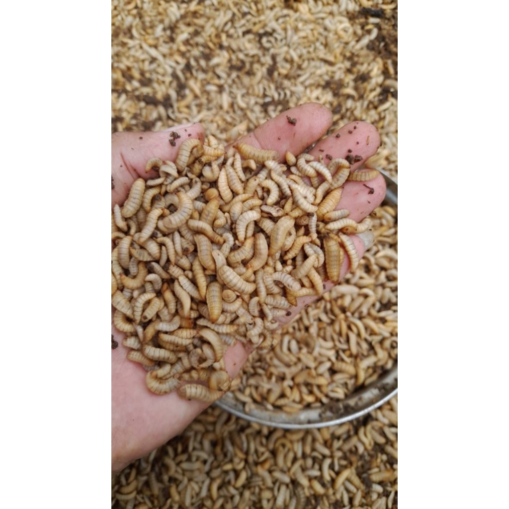 Maggot Hidup 100gr