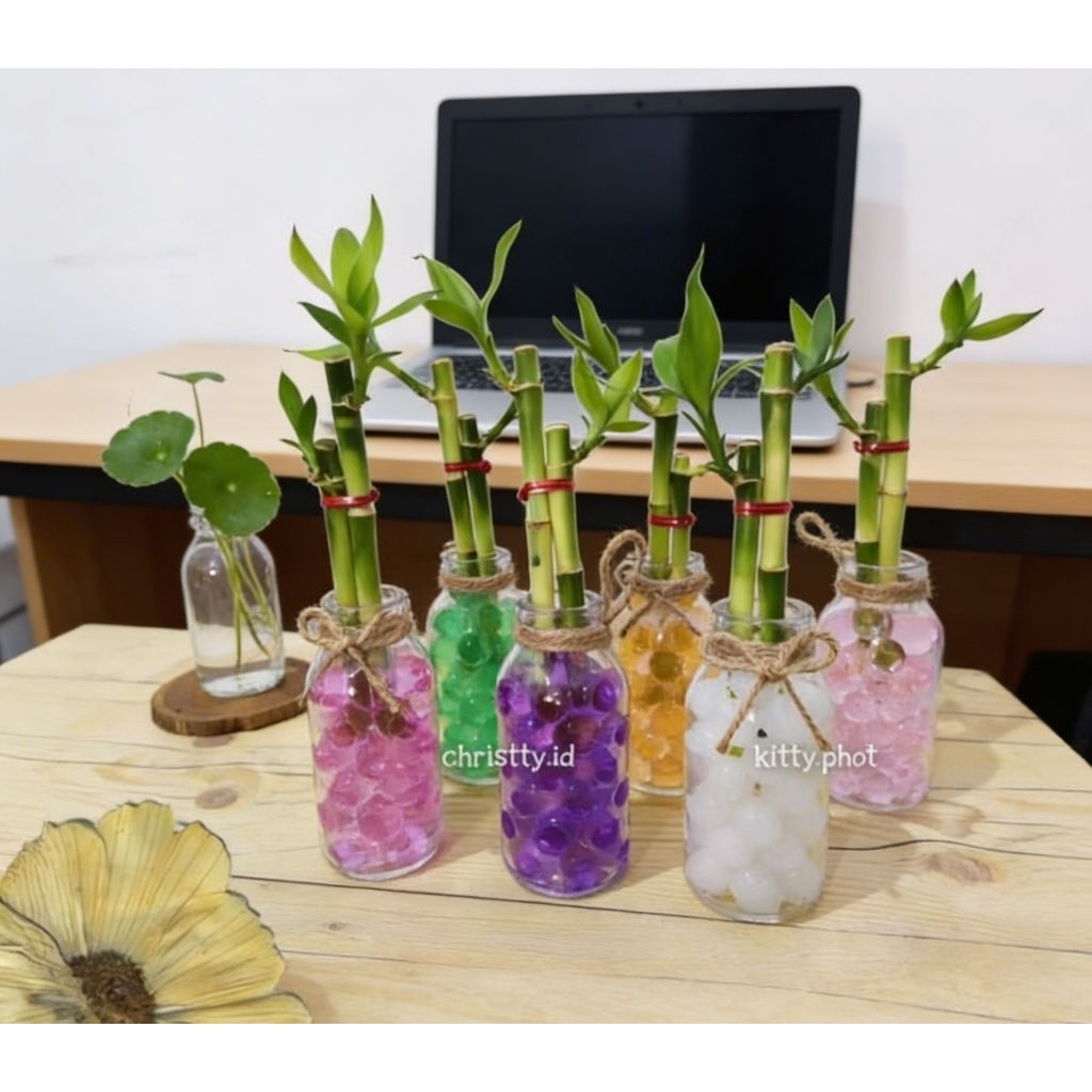 Souvenir Bambu Hoki Hidrogel / Lucky Bamboo