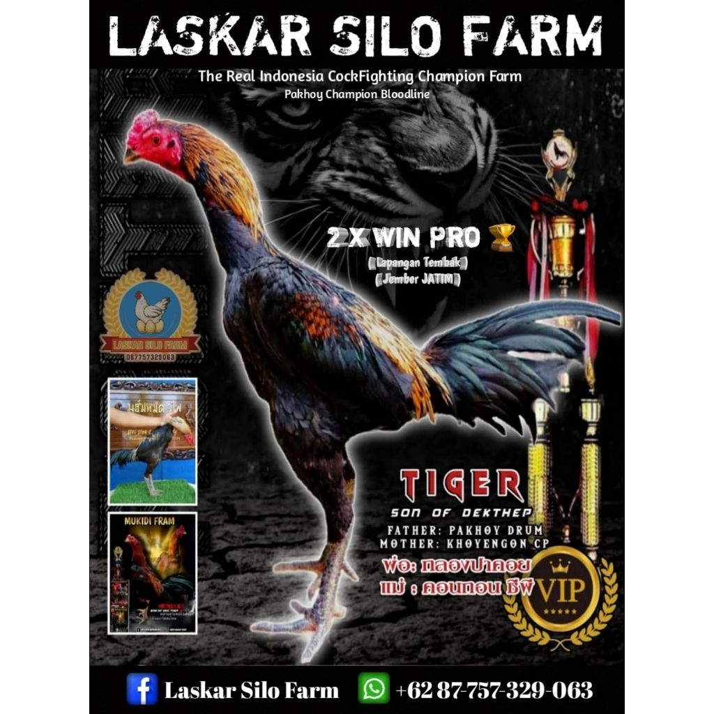 telur fertil / telur tetas ayam pakhoy ori