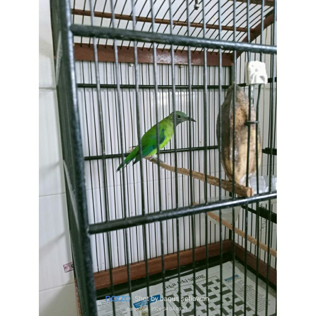 burung cungkok betina fighter gacor +sangkar via Gojek