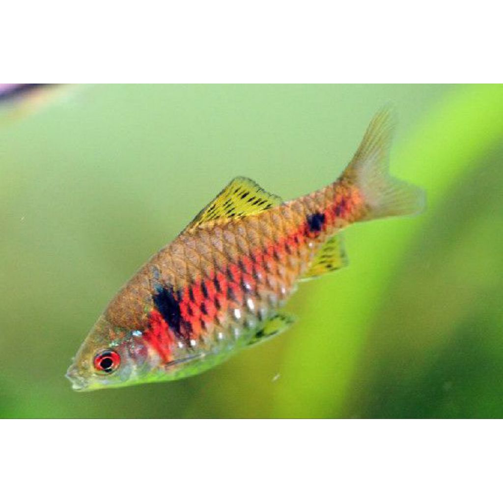 ikan odessa barb jantan bahan top